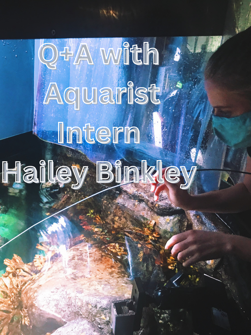 Q+A with Aquarist Intern Hailey Binkley