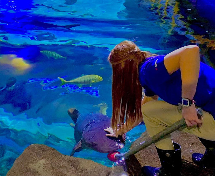 Q+A with Shark Aquarist Elsa Schmidtke