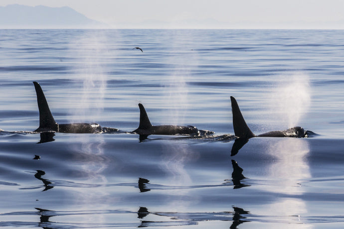 THE ORCAS OF SALISH SEA NEED YOUR HELP