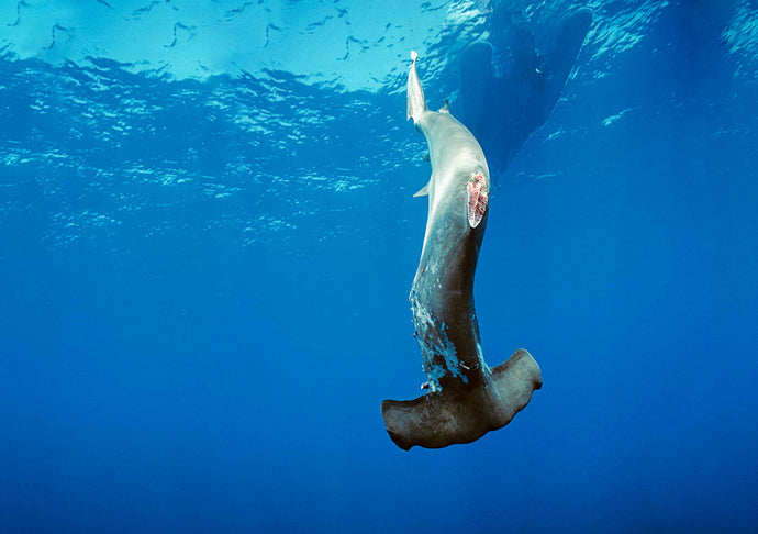 5 FACTS ON SHARK FINNING YOU DIDN'T KNOW